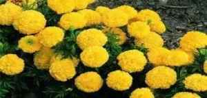 Yellow And Red Genda Flower Is Very Beneficial For Our Health And Prevents Many Diseases