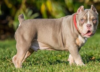 American Bully For Sale $700