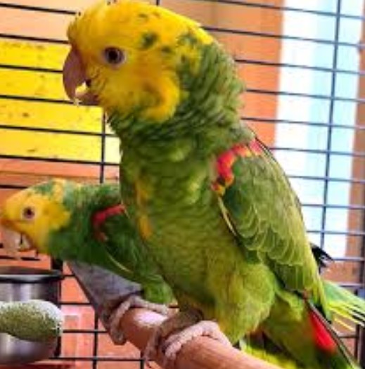 Double Yellow Headed Amazon For Sale At ParrotForSales