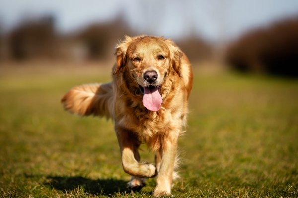 Finding The Perfect Pet Care Services In Nyc