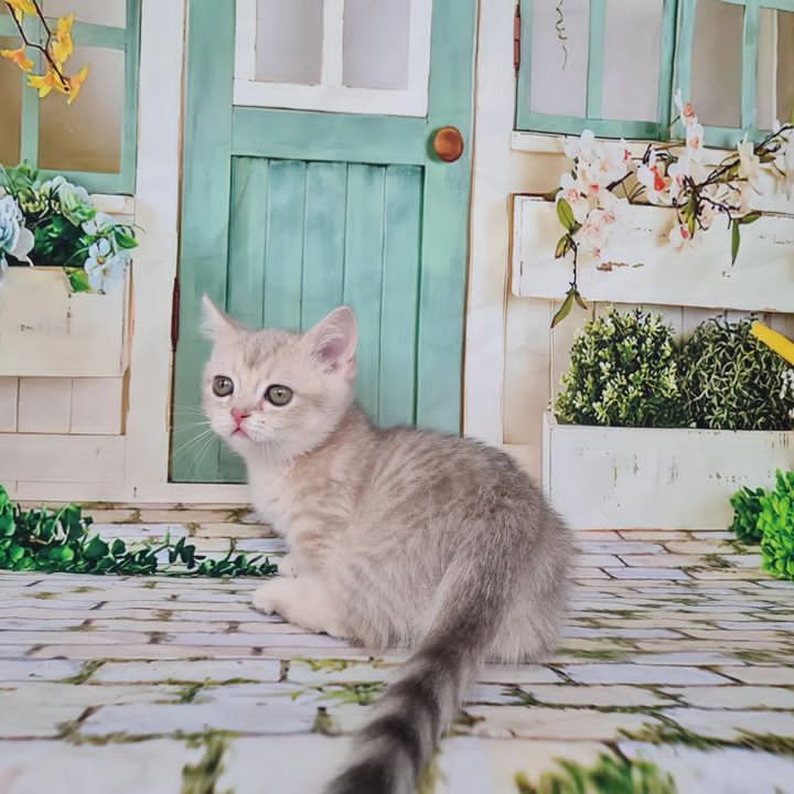 Munchkin Kittens For Sale With Healthy Guarantee