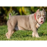 American Bully For Sale $700