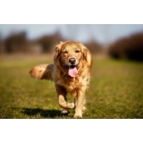 Finding The Perfect Pet Care Services In Nyc
