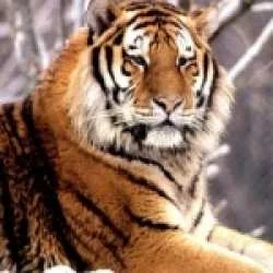 karthi