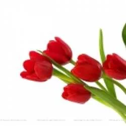 Abid Husain