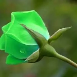 SHIVANAND  