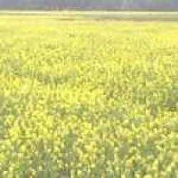 SUBRATA 