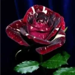 Rakesh Kumar