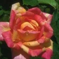 SHAILENDRA KUMAR