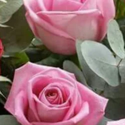 somit choudhury