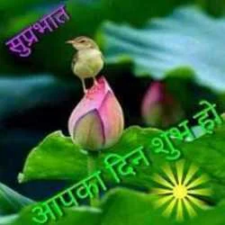 mlm u.p