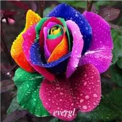 sameer