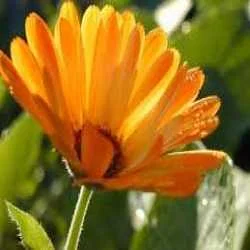 Abhijit