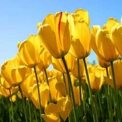 Aakash
