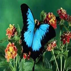 SANDEEP KUMAR