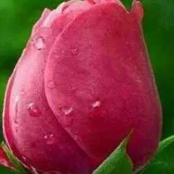 sandeep