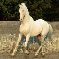 Mohammed atif