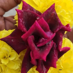 bhola barma