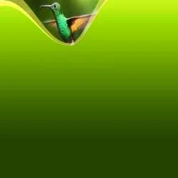THE FLY WINGS