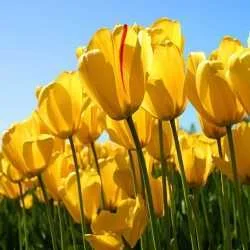 mohd shakeel