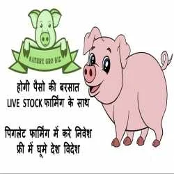 shikha