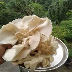 Kavindra Panwar