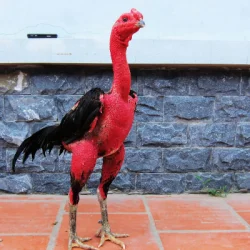 Khacviet