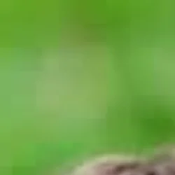 Mahi Rathore