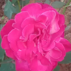 Sarju Prasad