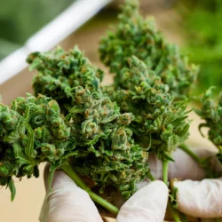 Buy Canadian Weed Online