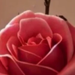 Mohd Zafar