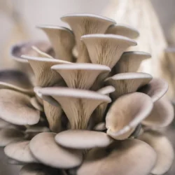 BUY LEGAL PSYCHEDELICS