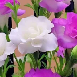 Sanjay Dutta