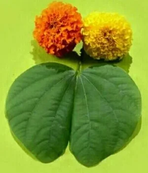 Supriya Phalke