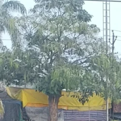 Sriniwas Kumar