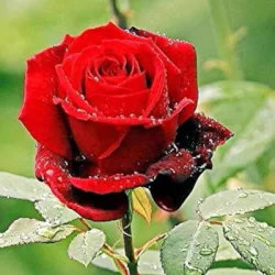 Anurag Shivran