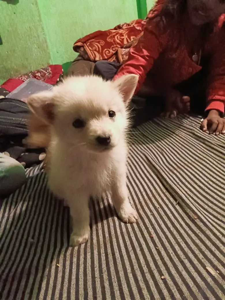 aman