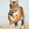 darshanpatel