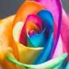 mlmshaikh