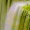 Pardeep Kumar Goel