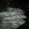 BMCS FARMING PVT.LTD