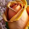 Jeet