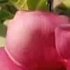 Ananta