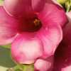 Ananta