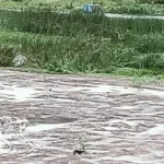 Dev