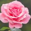 Manoj