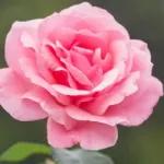 Manoj