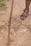 Ray